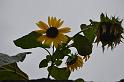 DSC_2915 (FILEminimizer)